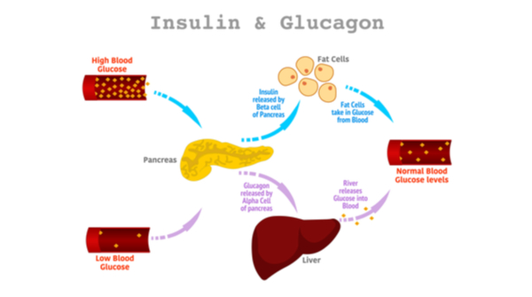 insulin and glucagon
