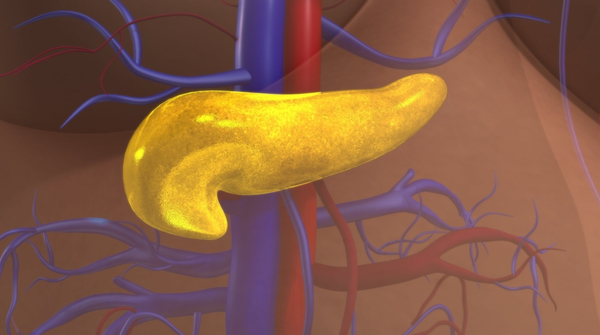pancreas 