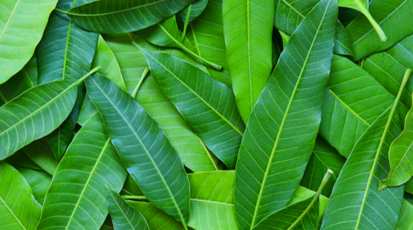 Best Home Remedies for Diabetes