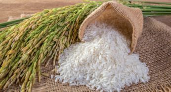 Best Alternatives For Wheat And Rice For People With Diabetes