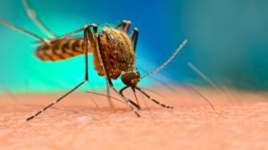 Risk Of Malaria Type 2 Diabetes Malaria