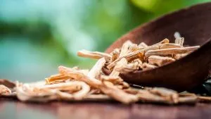 shatavari benefits