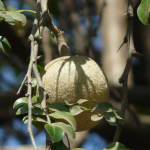 kaitha fruit ke fayde