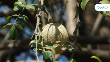 kaitha fruit ke fayde